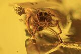 Two Fossil Spiders (Araneae) In Baltic Amber #123364-1